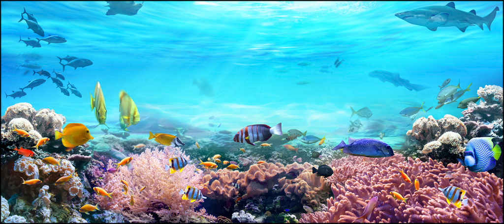 Ocean Life