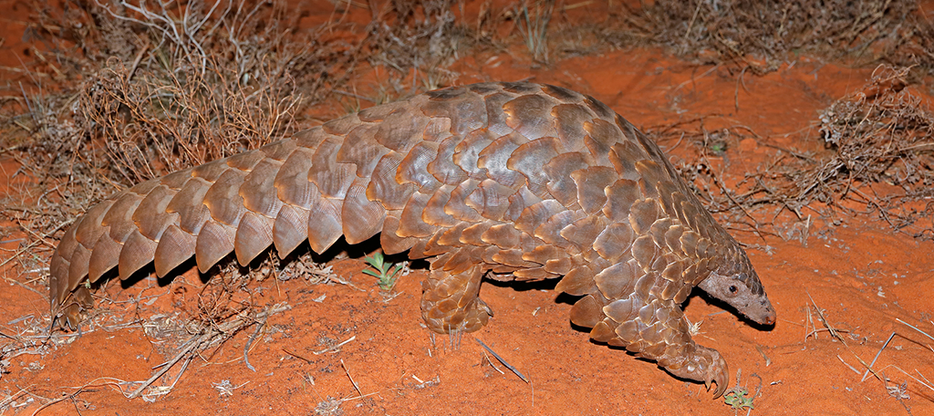 Pangolín