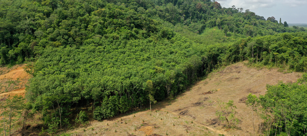 Rainforest Deforestation