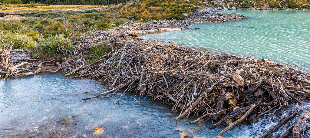 Beaver Dam