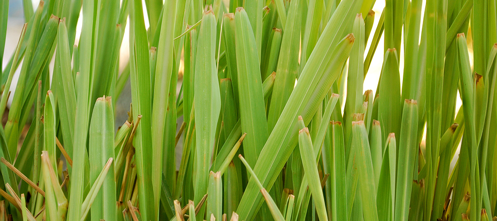 La hierba de limón