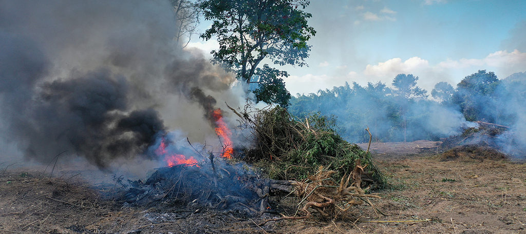 Amazon Rainforest Fire Chart