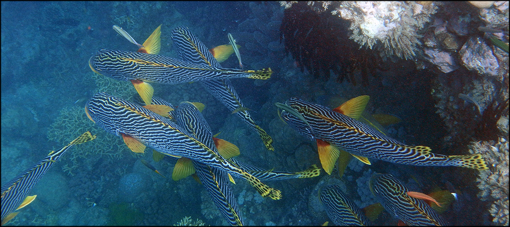 Coral Reef Fish Habitat