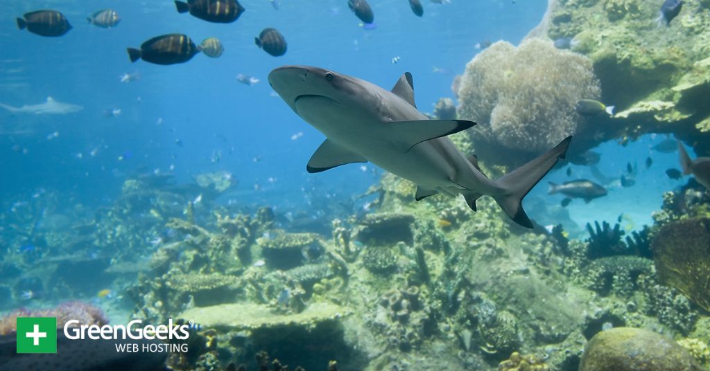 Great Barrier Reef Shark