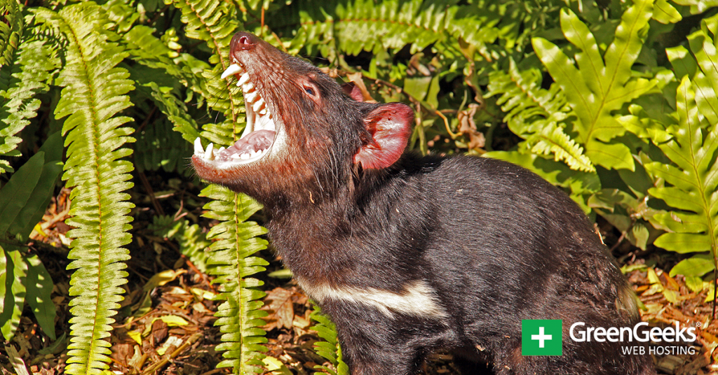 The Tasmanian Devil Is Being Reintroduced to Australia The Tasmanian Devil Is Being Reintroduced to Australia