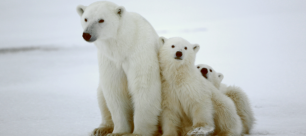 Polar Bears