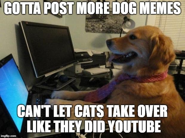 dog meme