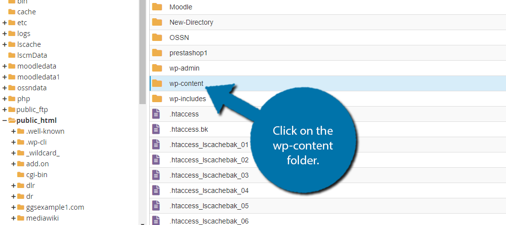 wp-content